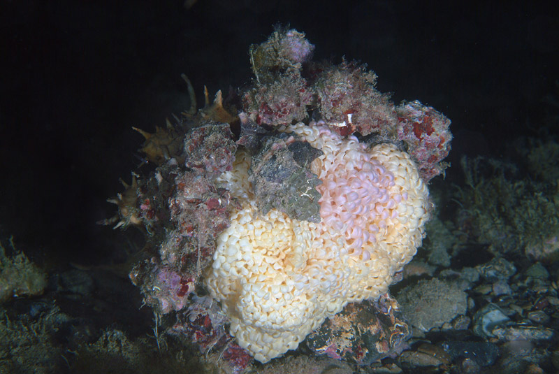 Hexaplex trunculus in riproduzione